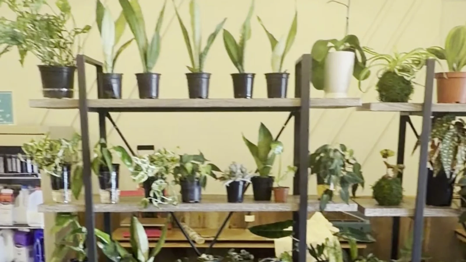 Natural light falling on coffee bar botanical textures